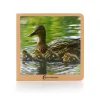 Animales en familia 1