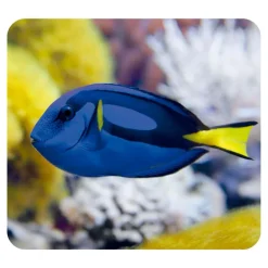 Linterna y proyector animales marinos