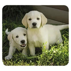 Linterna y proyector bebés animales